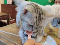-李小姐の猫咖啡馆(五角场店)
