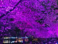 -西北湖绿化广场