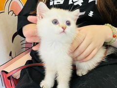 -欣宠猫屋·矮脚拿破仑·蓝金金渐层