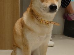 -浣熊柯尔鸭土拨鼠·电玩咖
