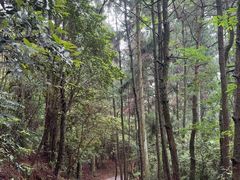 -玉苍山国家森林公园