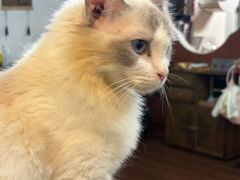 -楼上猫咖(罗湖店)