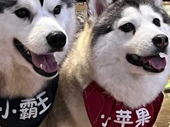 -Husky Go! 哈士奇体验馆·宠物咖啡厅狗咖