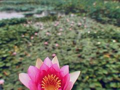 -天津水上公园
