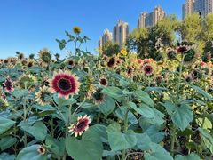 -长白岛森林公园