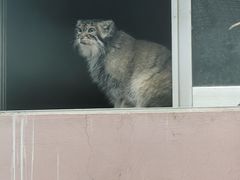 -青藏高原野生动物园
