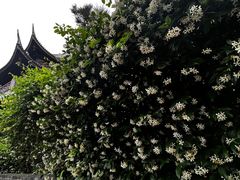 -龙华寺