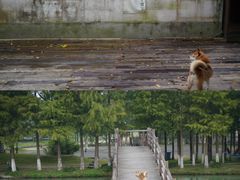 -乌村