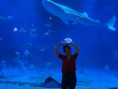 -烟台海昌鲸鲨海洋公园