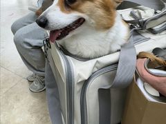 -美联众合动物医院·24h转诊中心