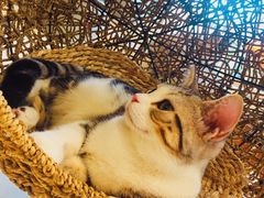 -飞行喵MR PILOT|猫舍·猫咖(静安大融城店)