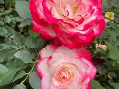 -人民公园(罗湖区)