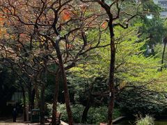 -九龙公园