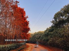 -上海海湾国家森林公园