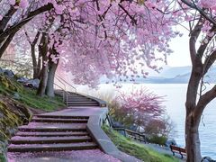 -高东镇樱花园