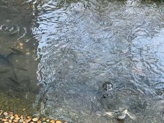 -广东惠东海龟国家级自然保护区