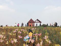 -空港花田景区