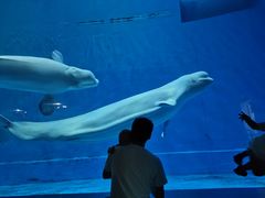 -芜湖新华联大白鲸海洋公园