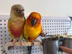 -吉丁鸟咖·异宠·寄养