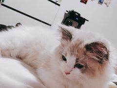-猫十亿·布偶金渐层·曼基康矮脚猫舍(青年路店)