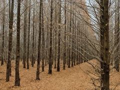 -黄海国家森林公园