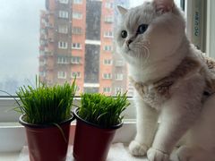 -喵zoo家庭繁育猫舍(尖东智能花园店)