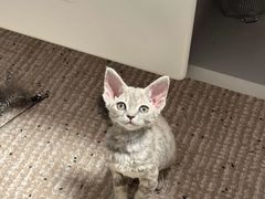 -艾贝尔宠物医院 ·内科全科(梁溪路店)