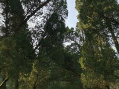 -缙云山景区