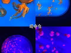 -合肥海洋世界