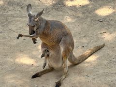 -大连森林动物园