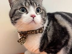 -爱妮康宠物医院·干细胞免疫细胞·肿瘤·心脏(张江店)