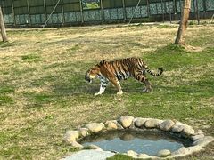 -上海野生动物园