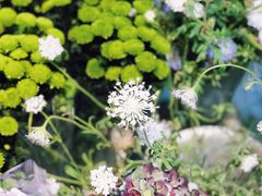 -双季花艺园艺市场(浦东店)