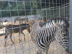 -泉州海丝野生动物世界