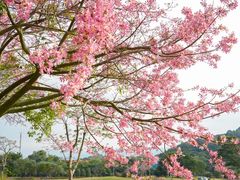 -风云岭森林公园