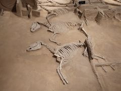 -洛阳周王城天子驾六博物馆