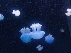 -新加坡海洋生态馆