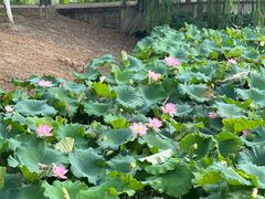 -盐官日光域房车营地·有盐餐厅