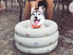 -虹口漂流