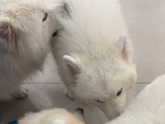 -安格丽娜·狗咖·猫咖羊驼咖(春熙路百盛商场店)