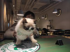 -喵喵咪呀布偶猫咖(春熙路店)