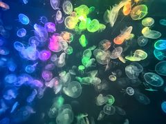 -烟台海昌鲸鲨海洋公园