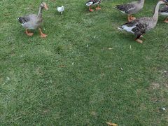 -银树楼(紫玉山庄东区店)