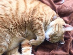 -李小姐の猫咖啡馆(五角场店)