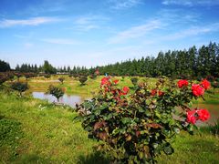 -上海长兴岛郊野公园