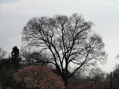-红梅公园
