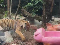 -石家庄市动物园