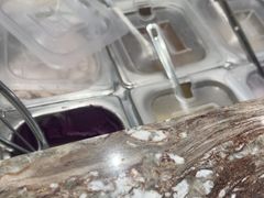 -鲜芋仙(大兴龙湖店)