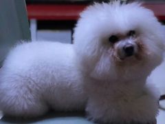 -菲丽丝宠物医院·24小时·猫科中心·免疫点(淮海分院)