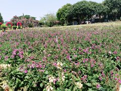 -松山湖梦幻百花洲
